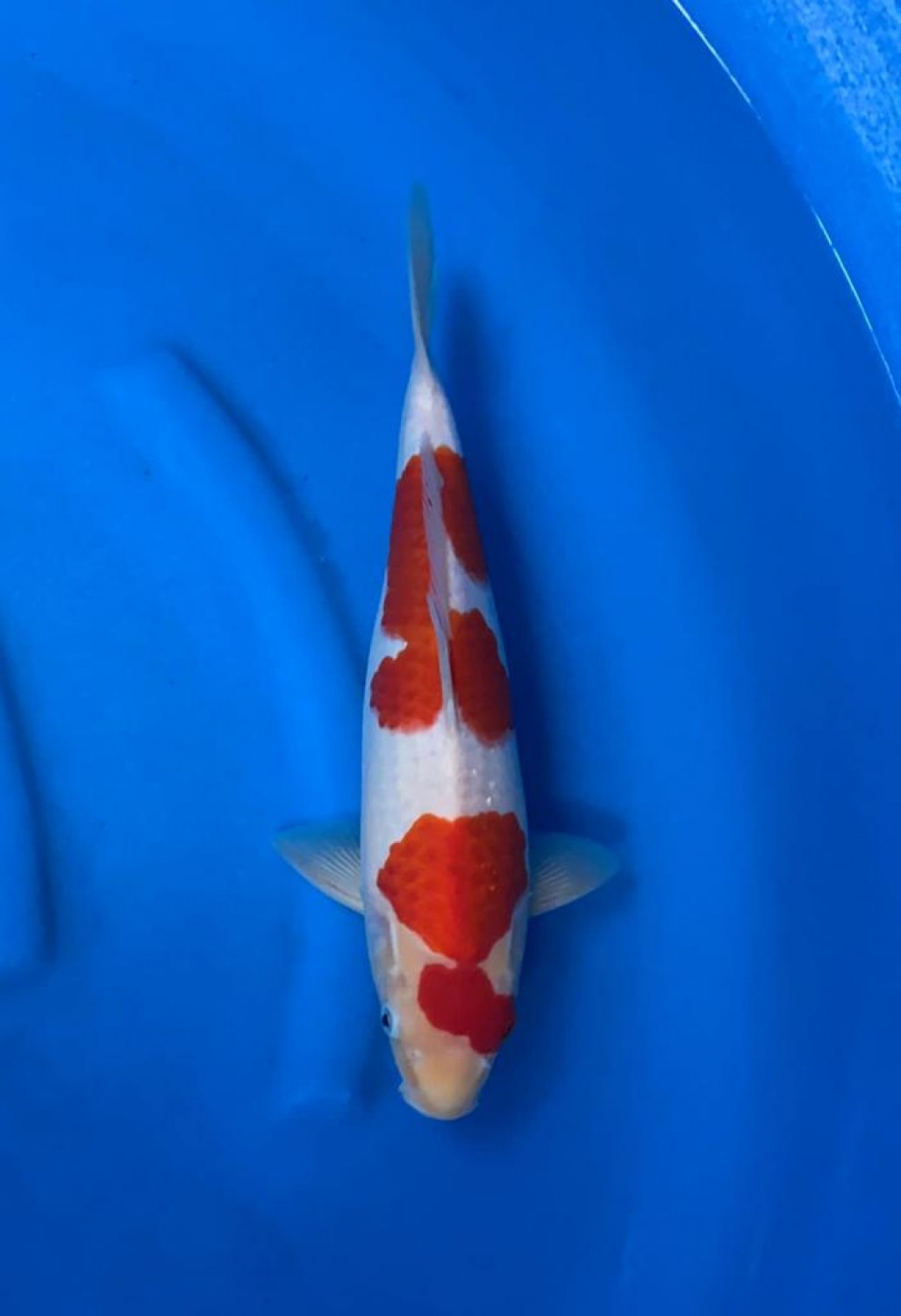 Juara 1