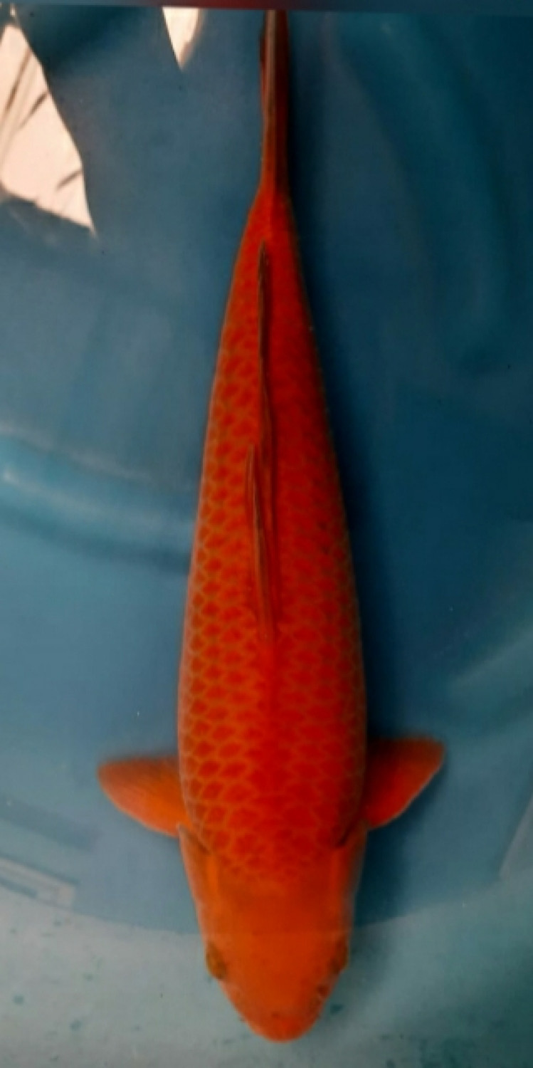 Juara 3
