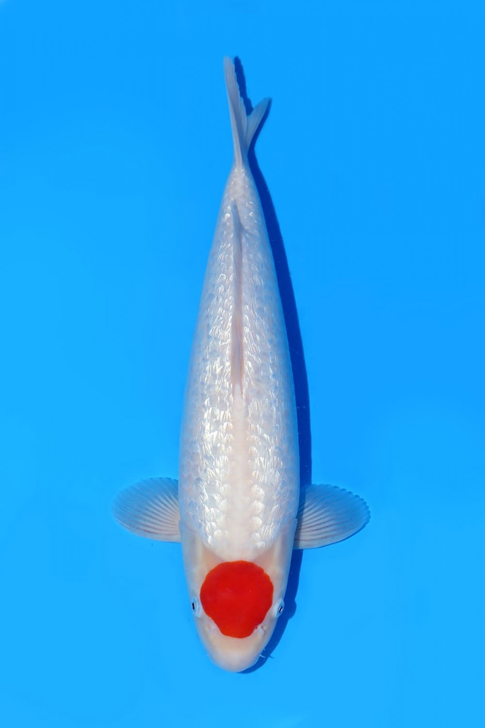 Juara 1
