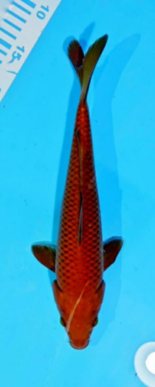Juara 2