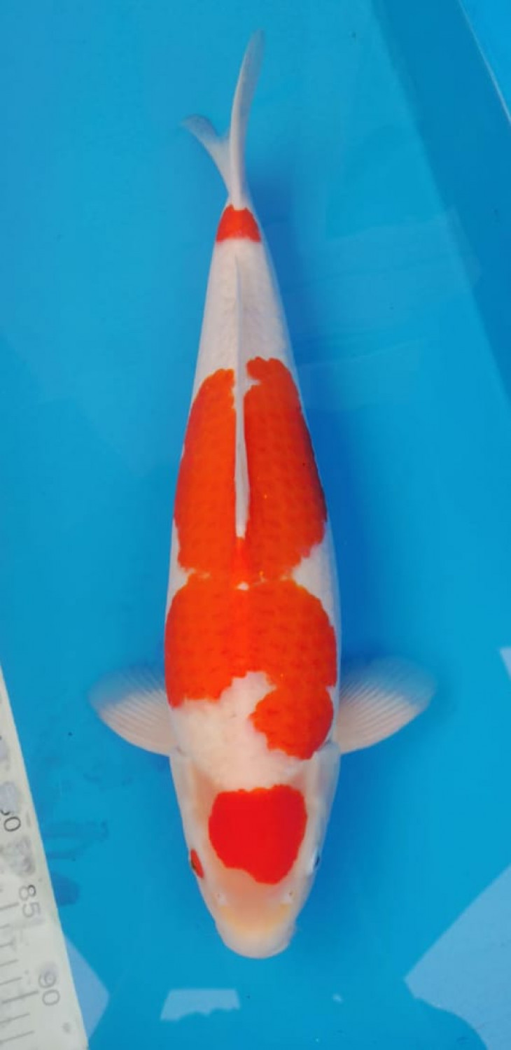Juara 1