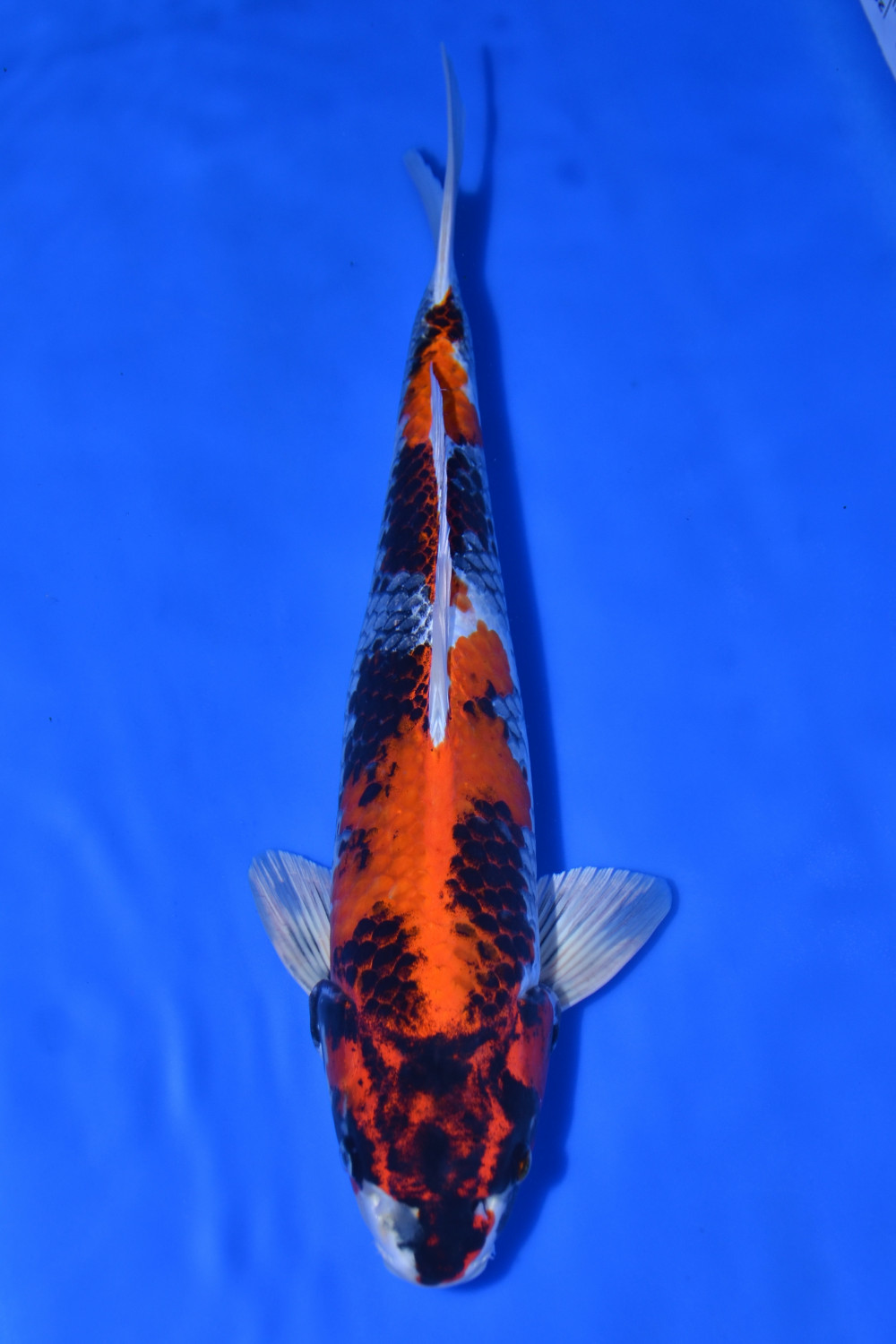 Juara 1