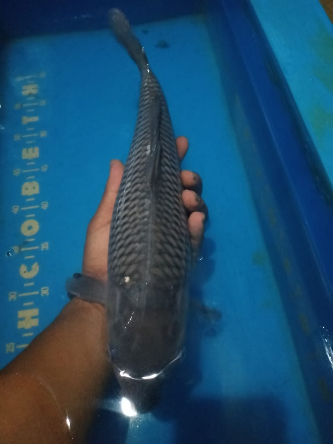 Juara 2