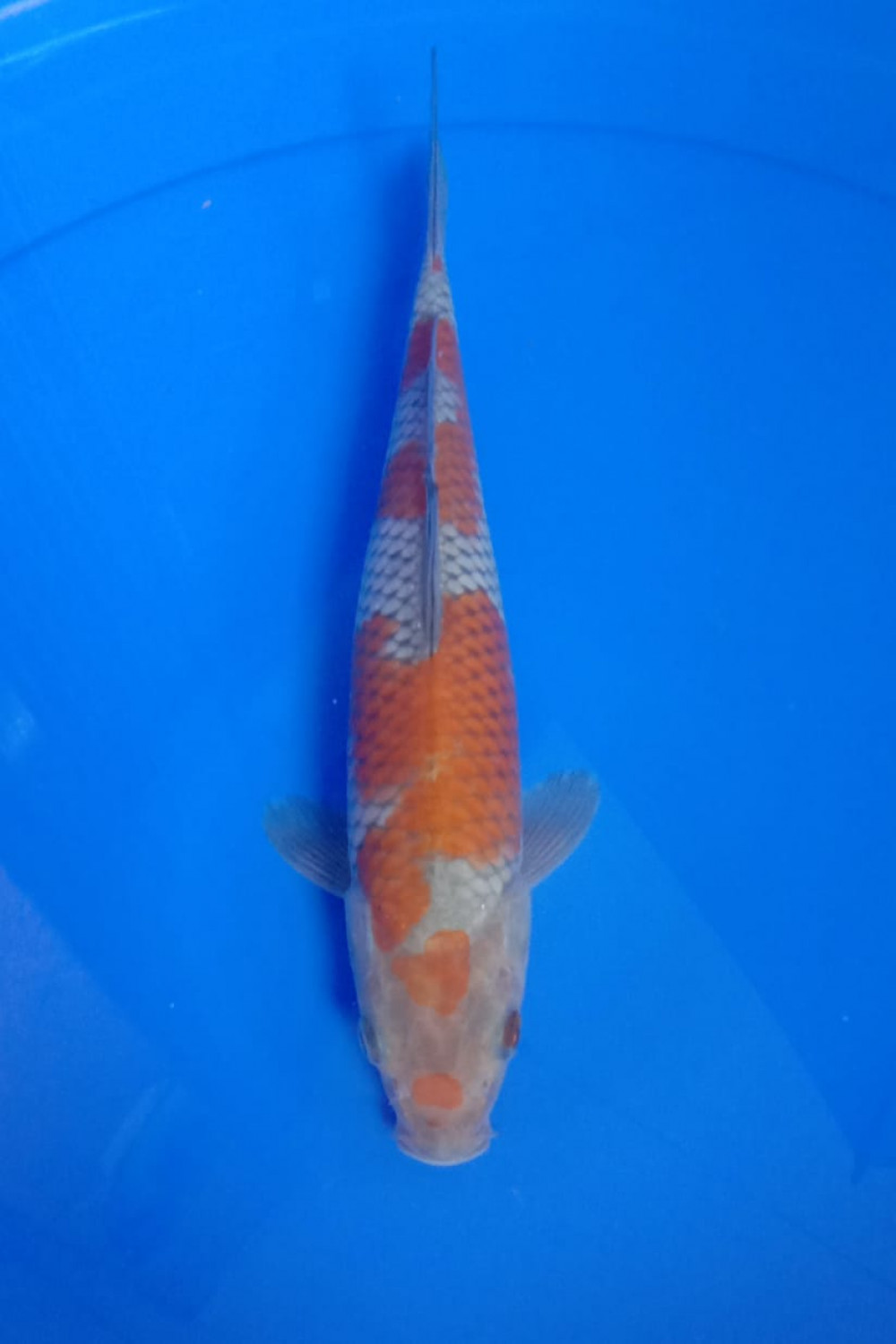 Juara 1
