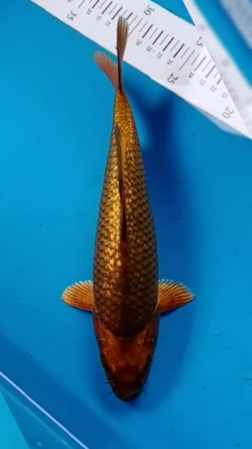 Juara 1