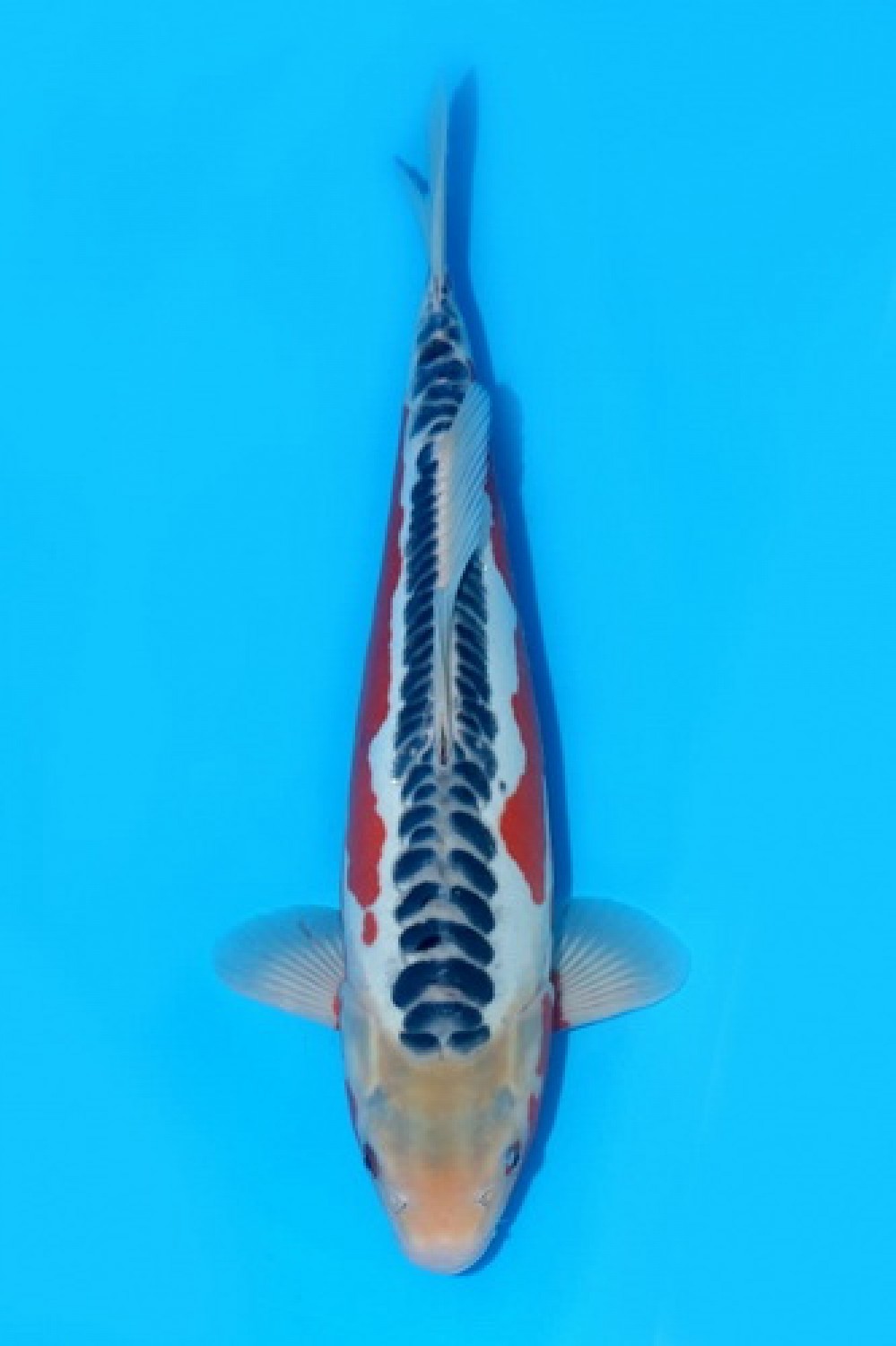 Best In Size D 56-60 Cm