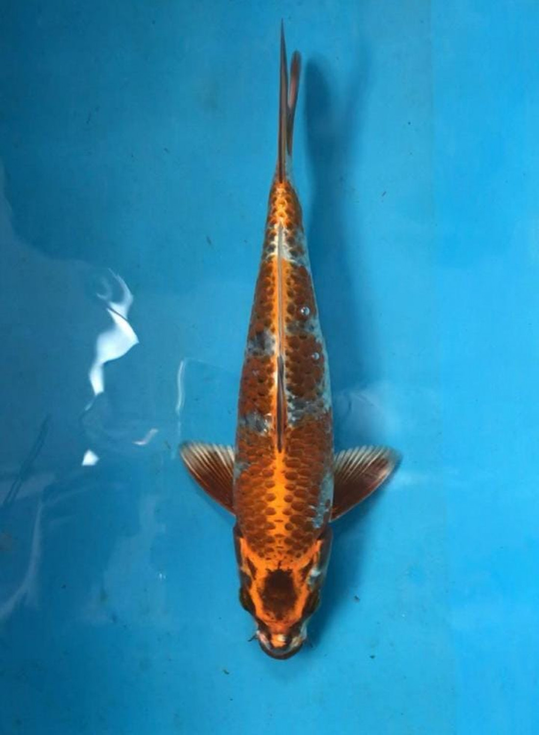 Juara 4