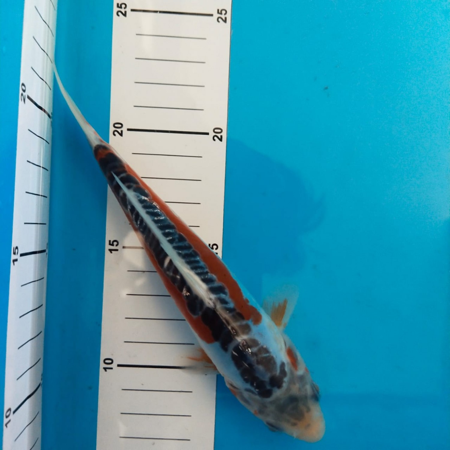 Best In Size D 16 - 20 cm