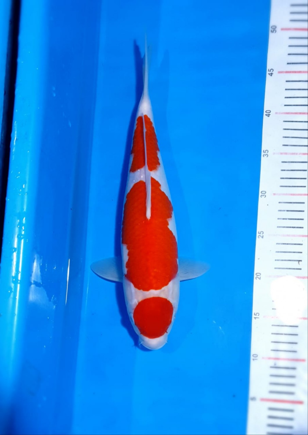 Juara 5