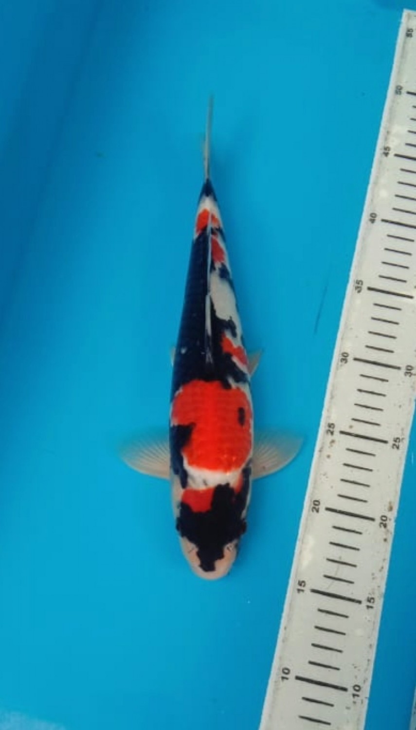 Best In Size A 26-30 Cm