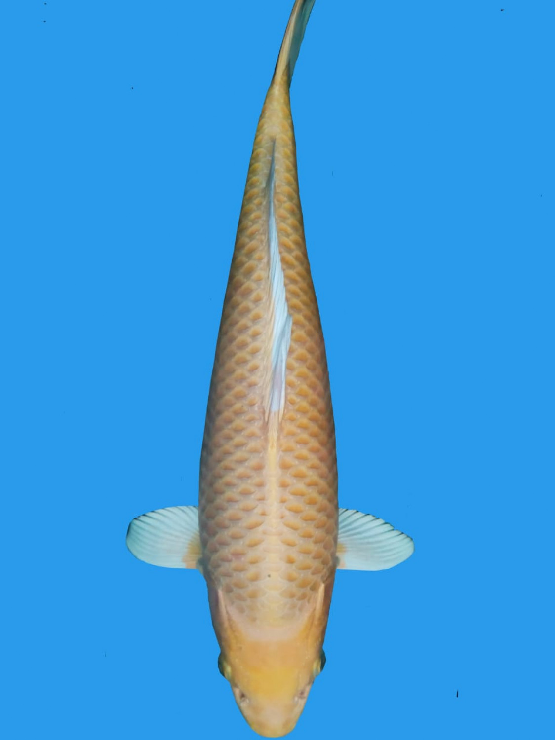 Best In Size E 36 - 40 cm
