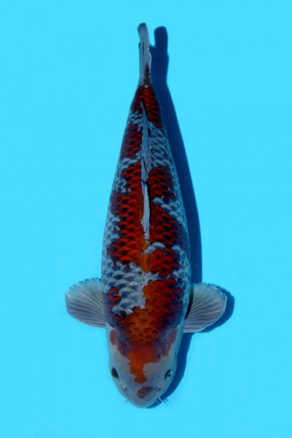 Juara 1
