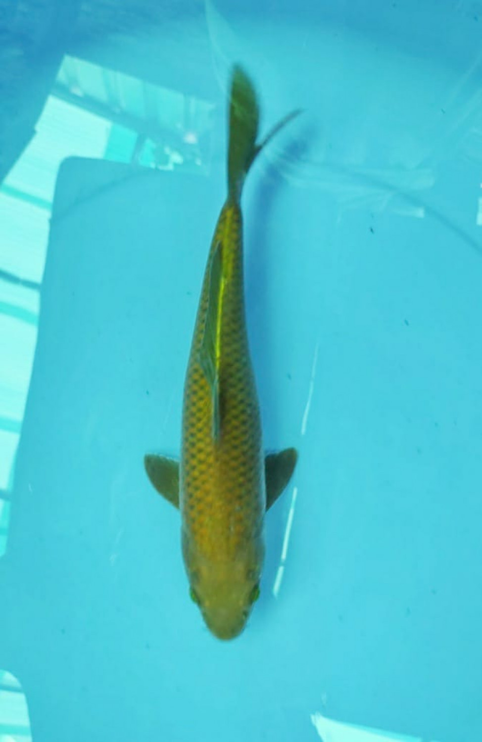 Juara 1