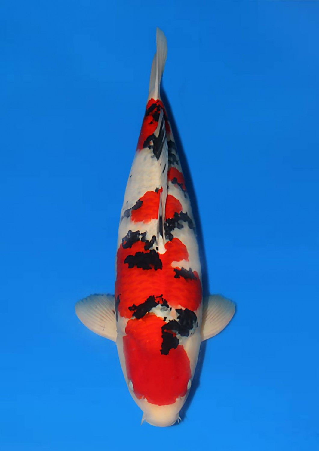 Best In Size A 56-60 Cm