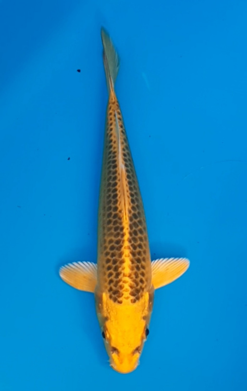 Juara 3