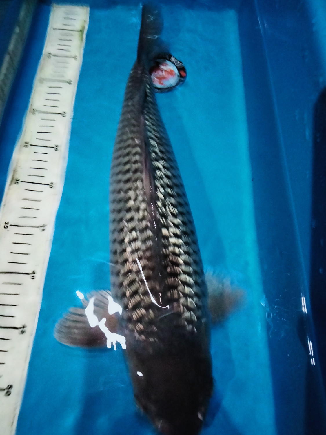Best In Size E 46 - 50 cm