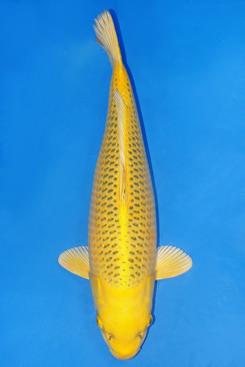 Juara 1