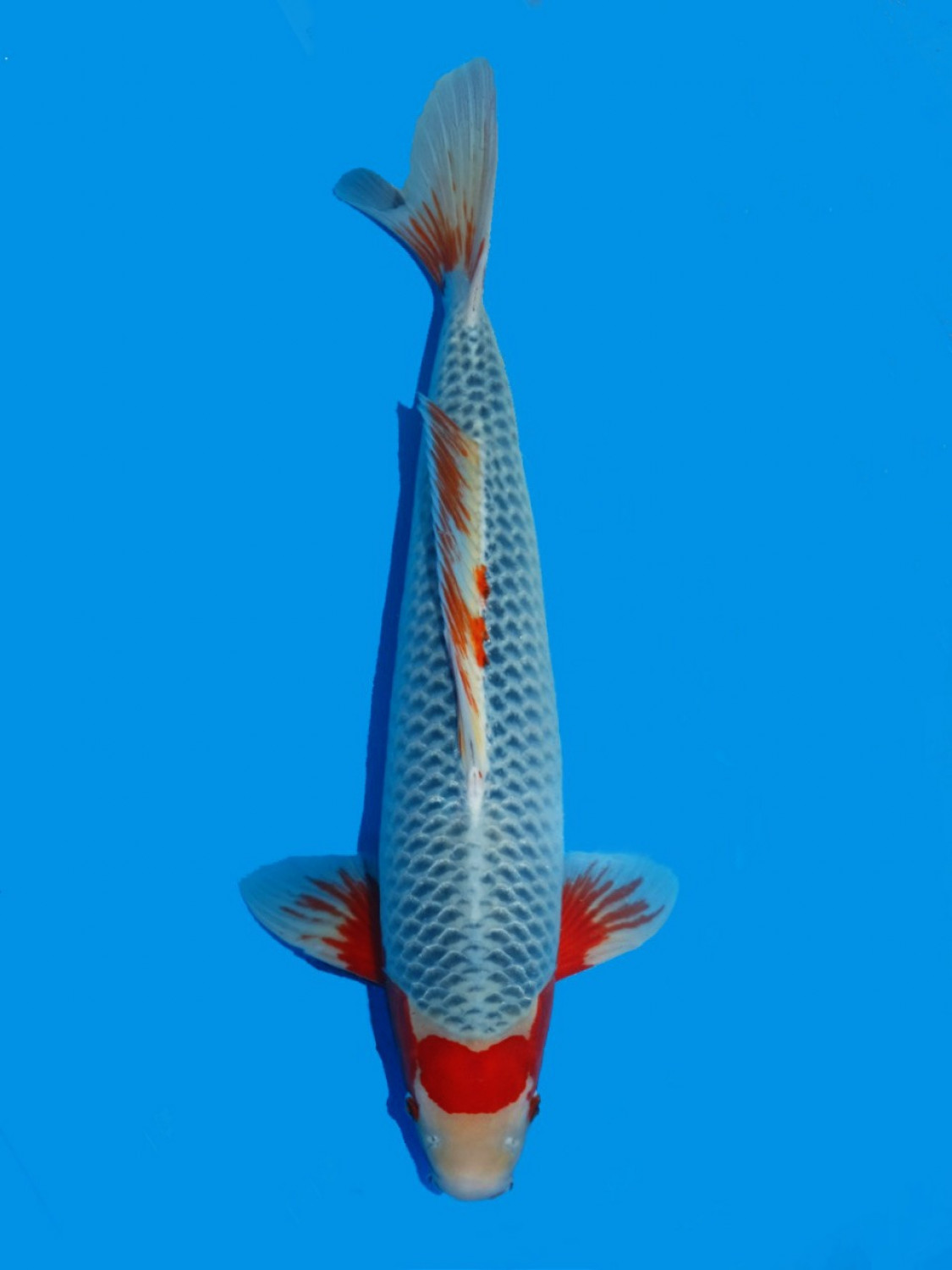 Best In Size D 61 - 65 cm