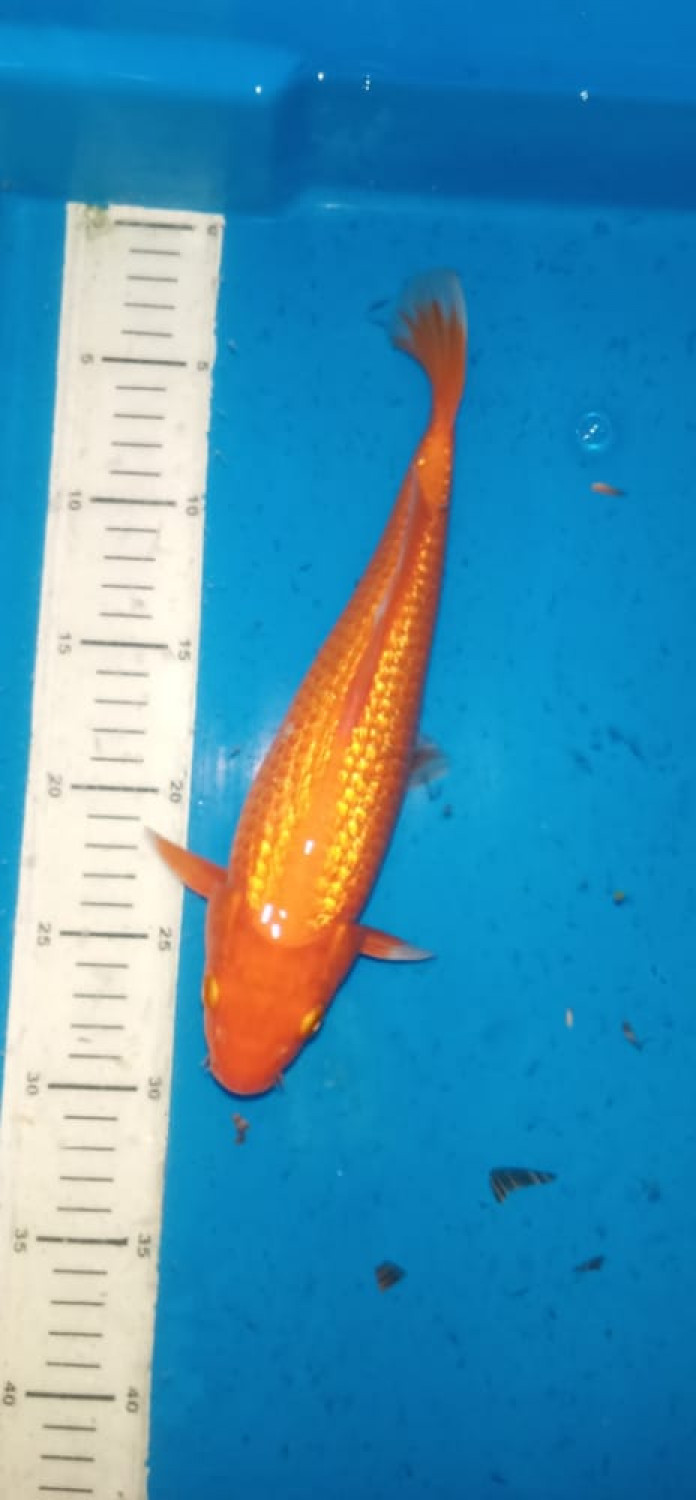 Best In Size E 21 - 25 cm