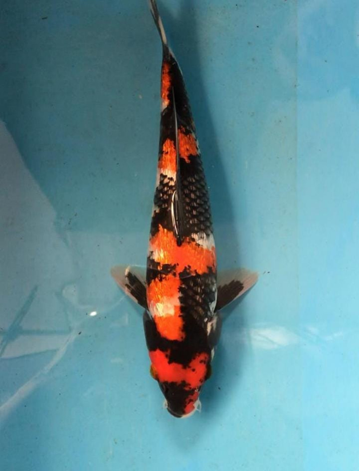 Juara 2