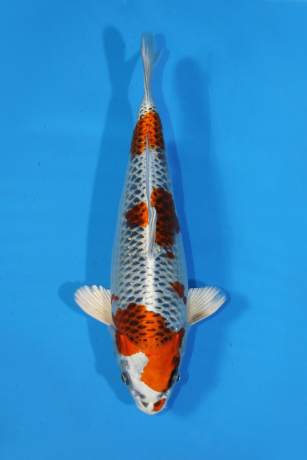 Juara 2