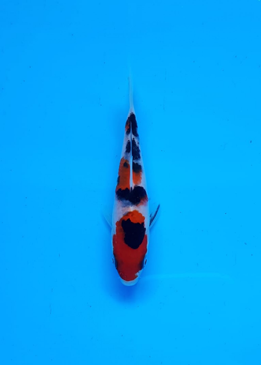 Best In Size A Up 10 cm