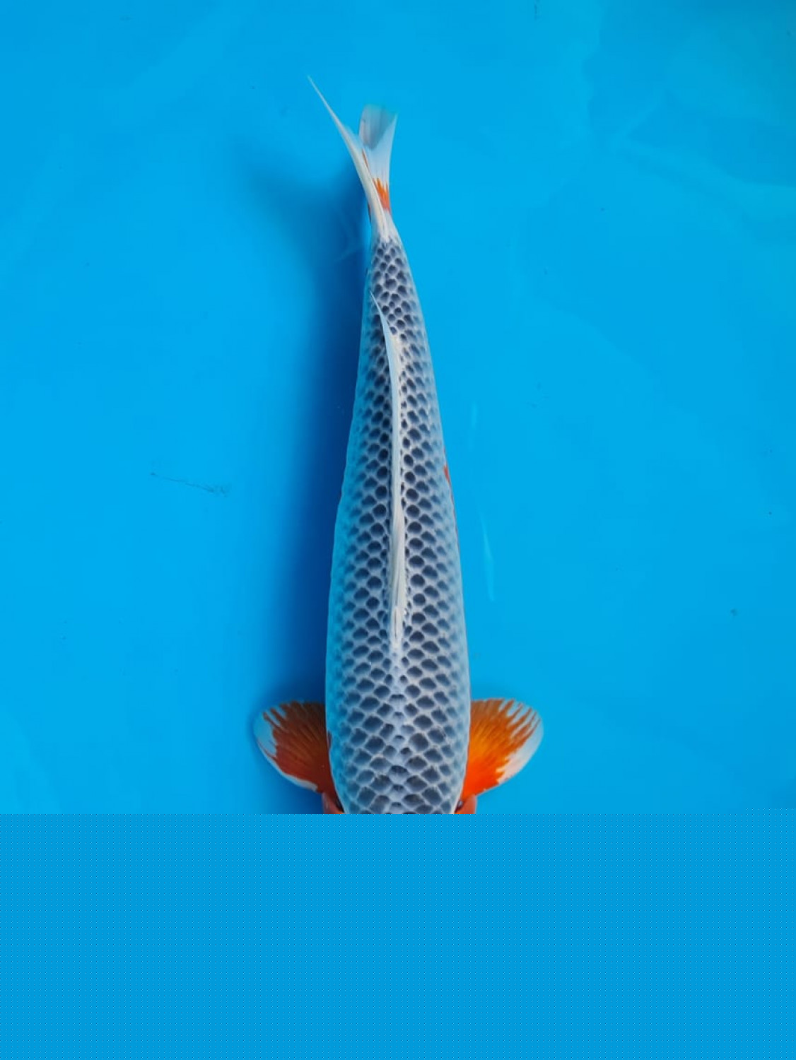 Juara 1