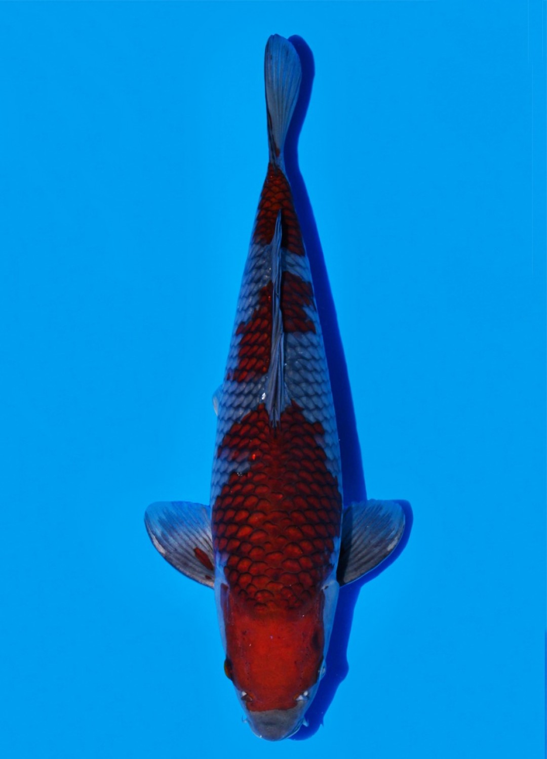 Juara 5