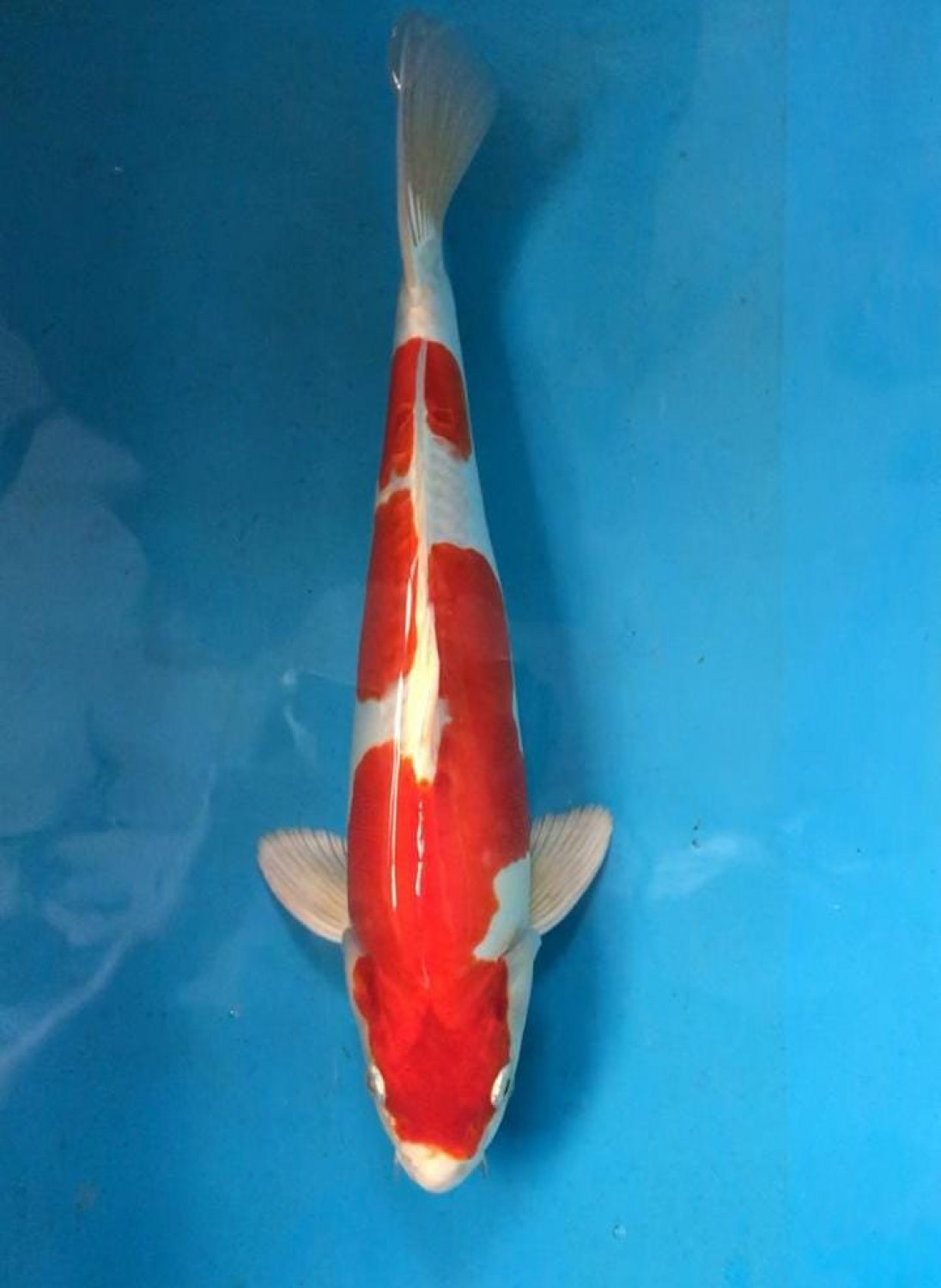 Juara 5