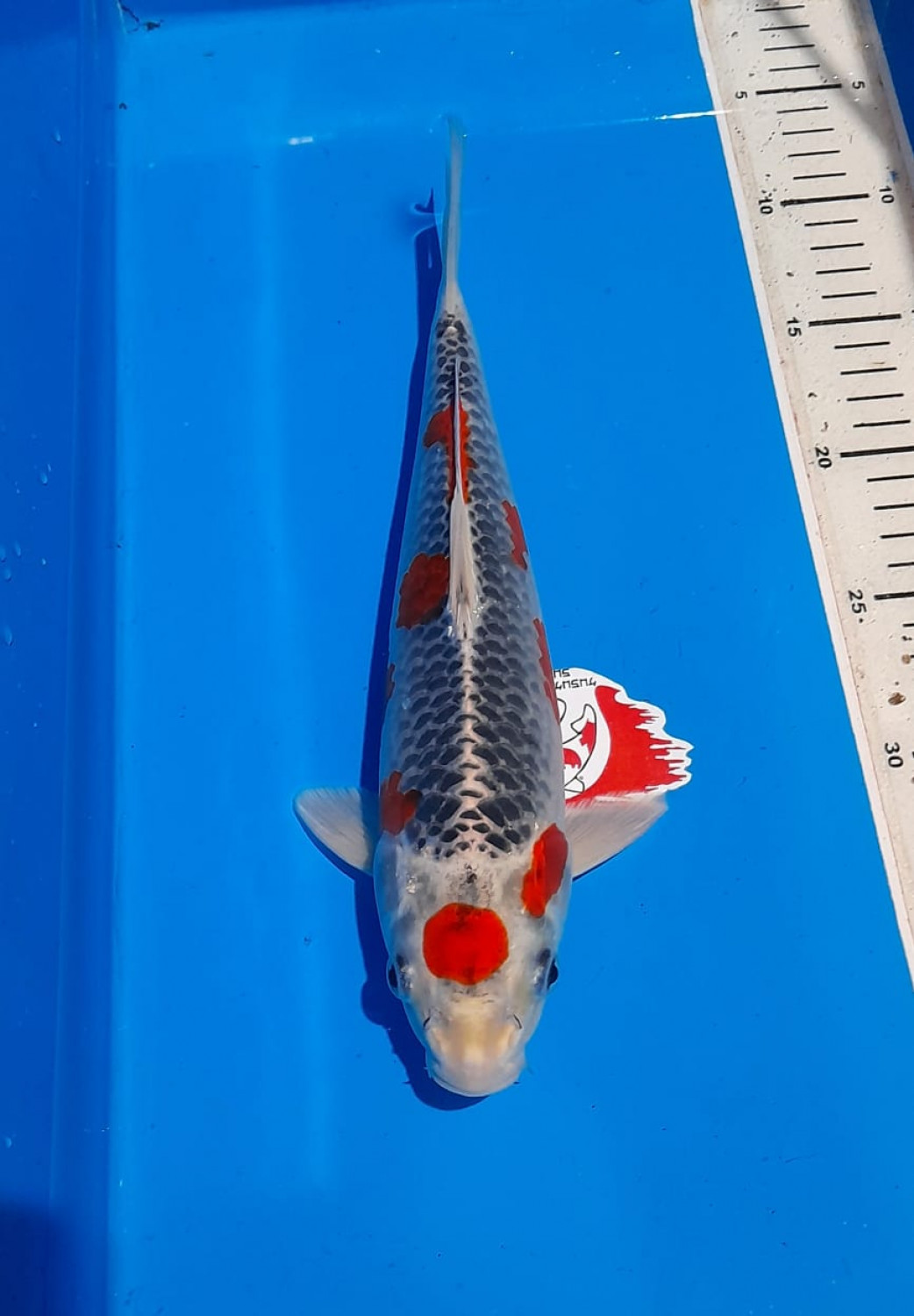 Juara 1