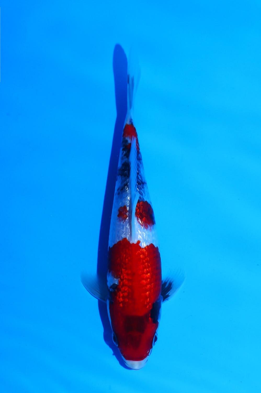 Juara 1