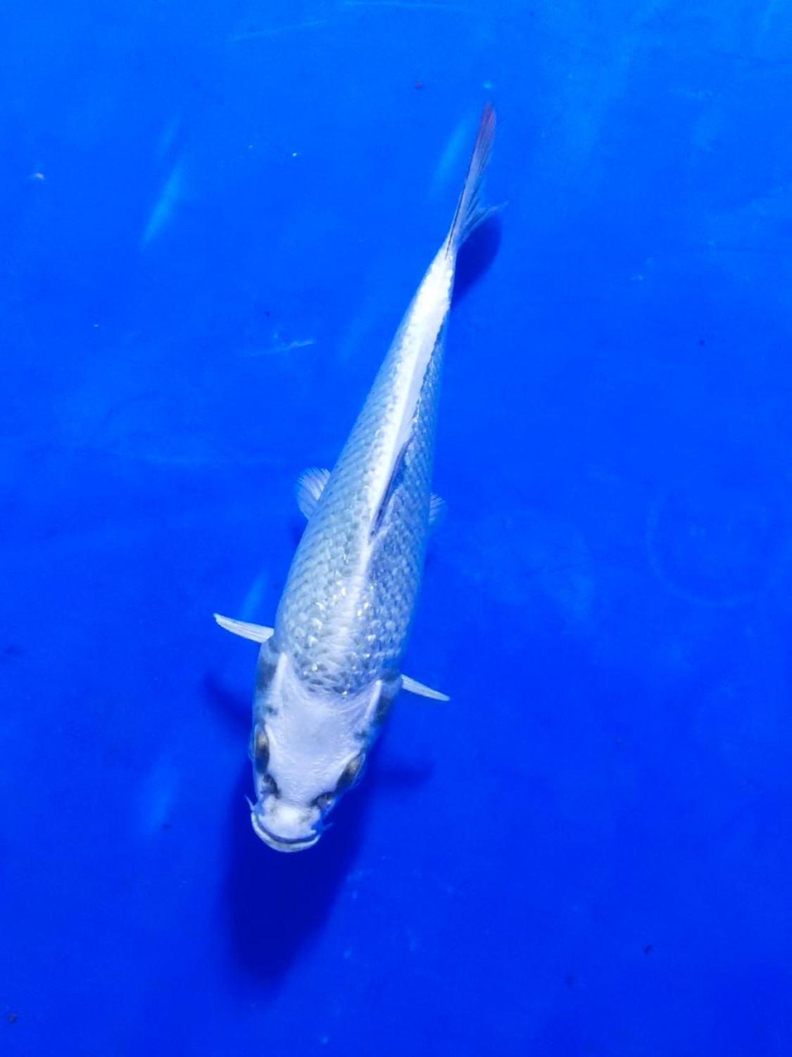 Juara 1