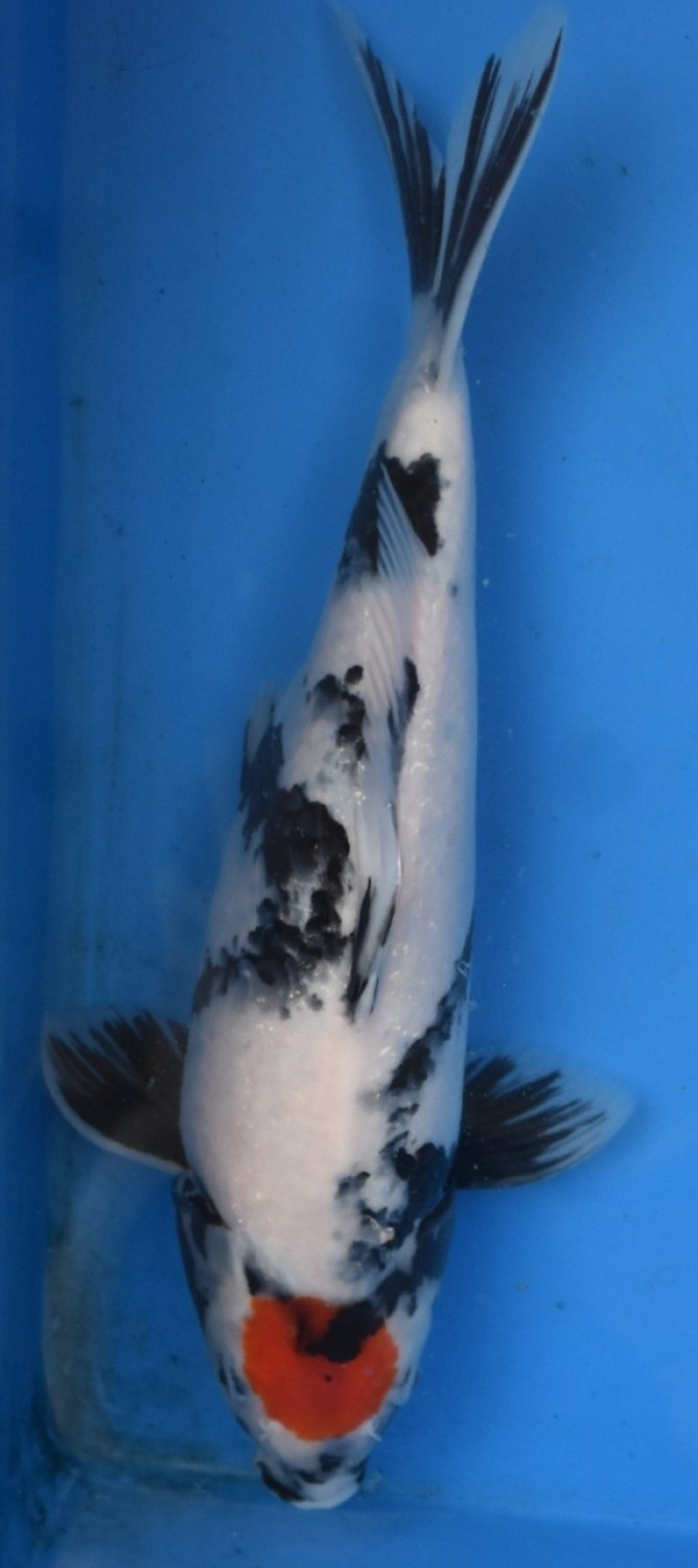 Juara 2