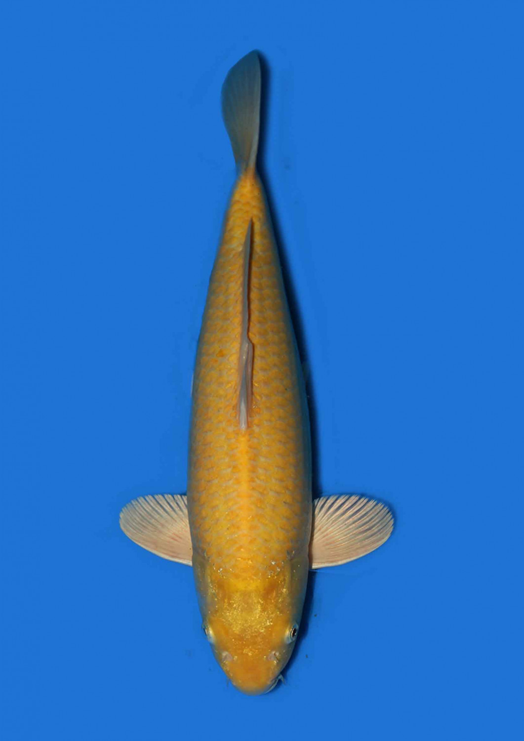 Juara 1