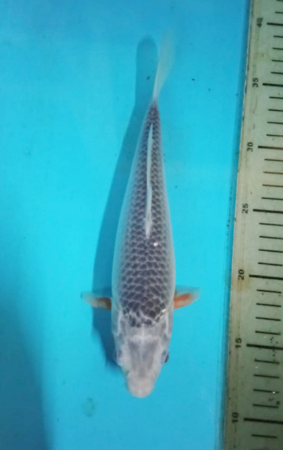 Juara 5