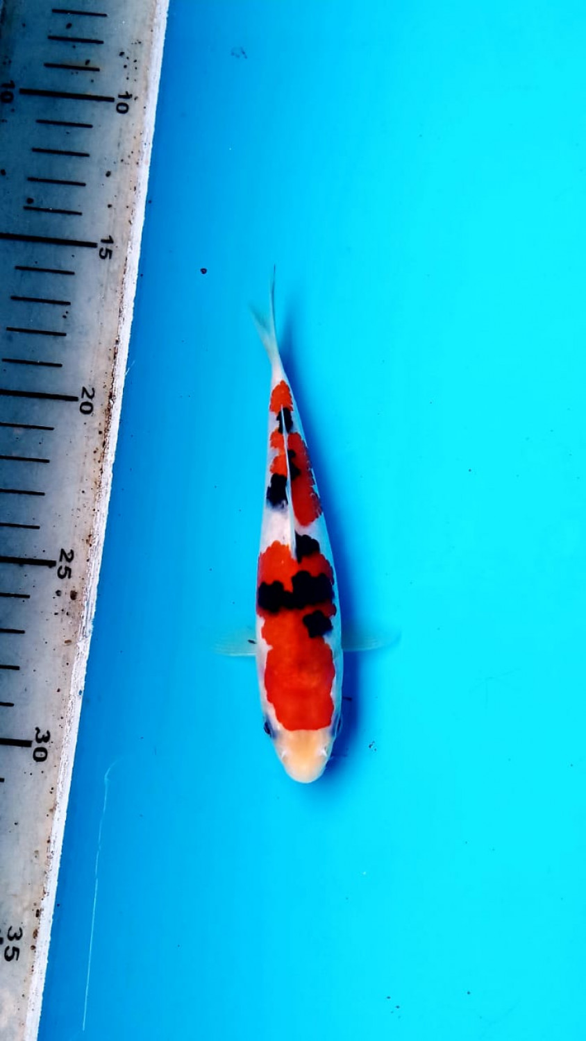 Best In Size A 11-15 cm