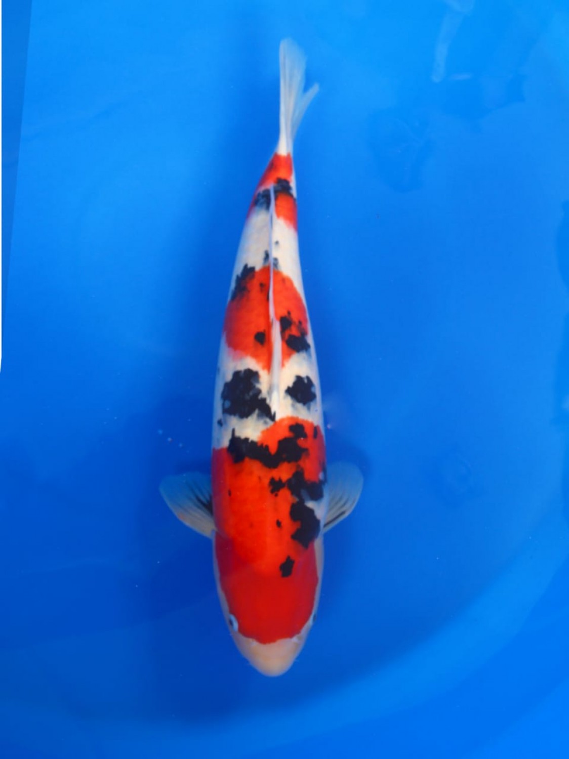 Best In Size A 61-65 Cm