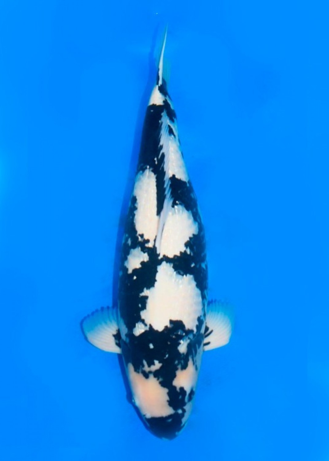 Juara 2