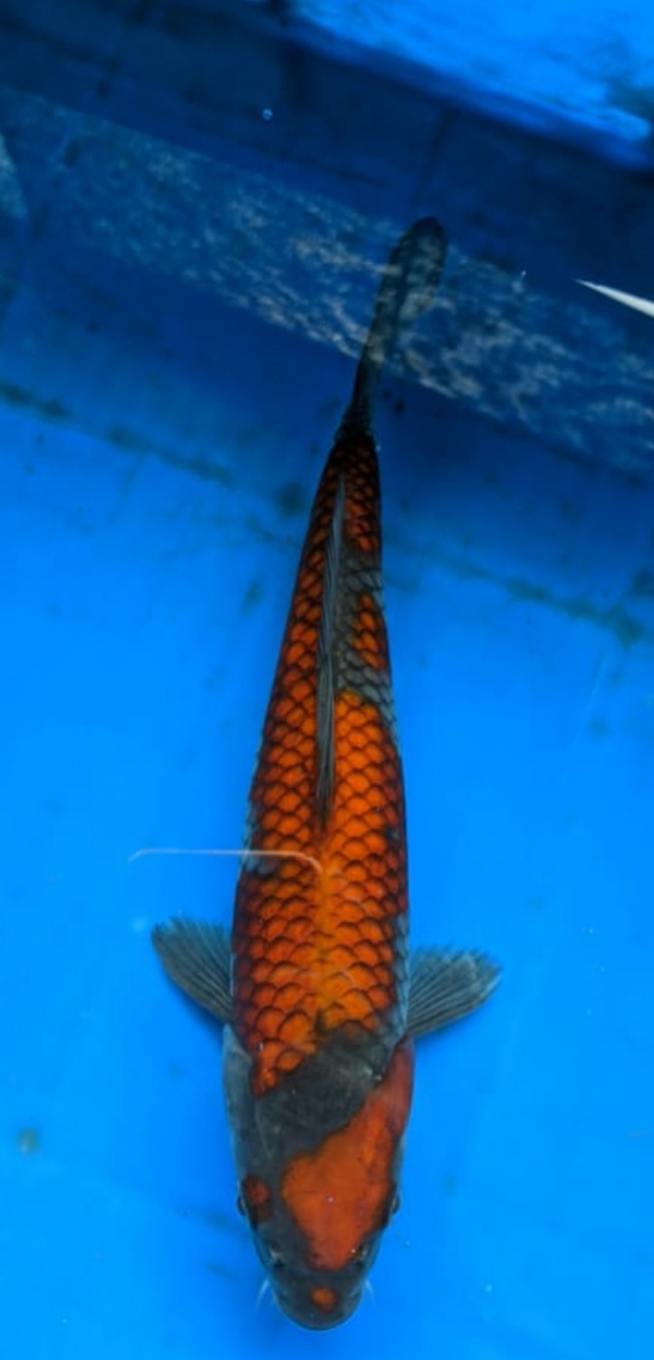 Juara 1