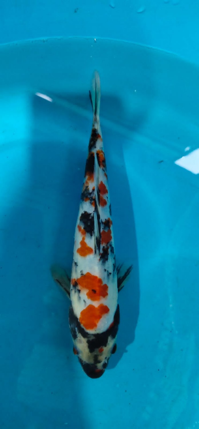Juara 2