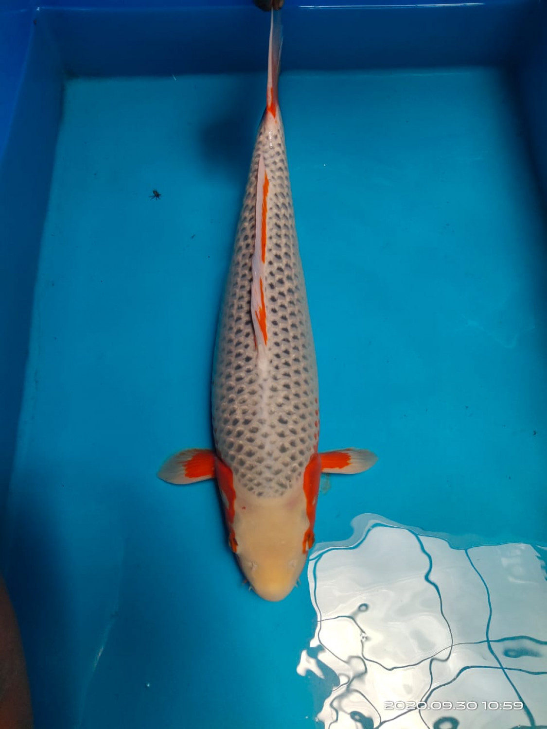 Juara 2