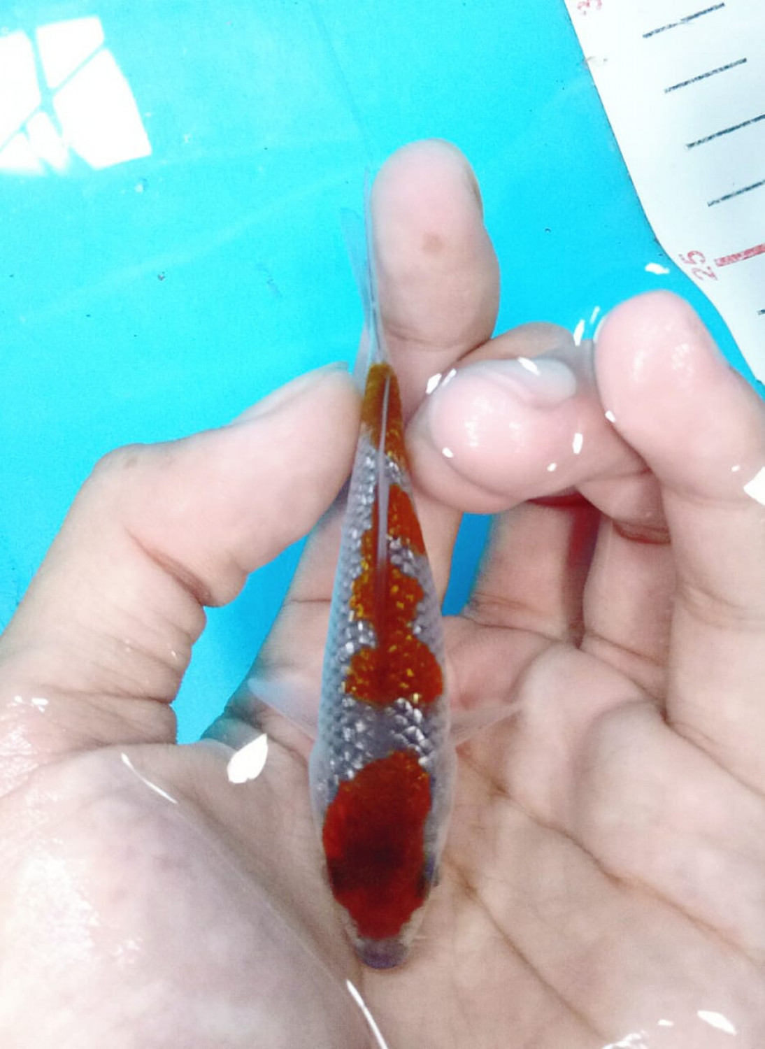 Juara 2
