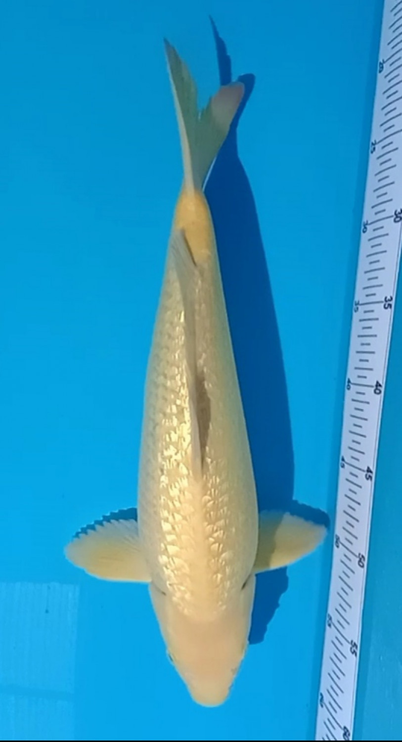 Juara 2