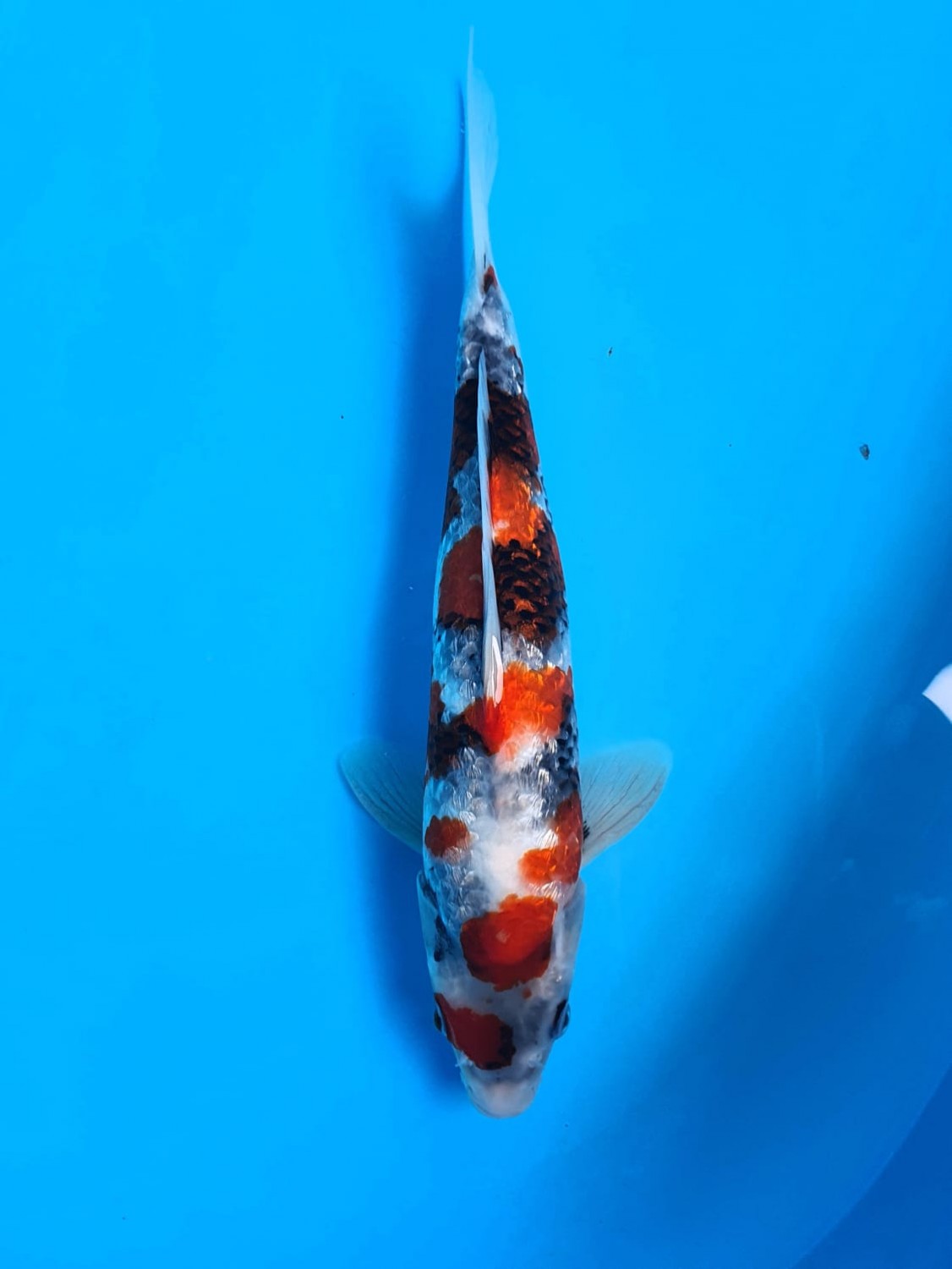 Juara 1