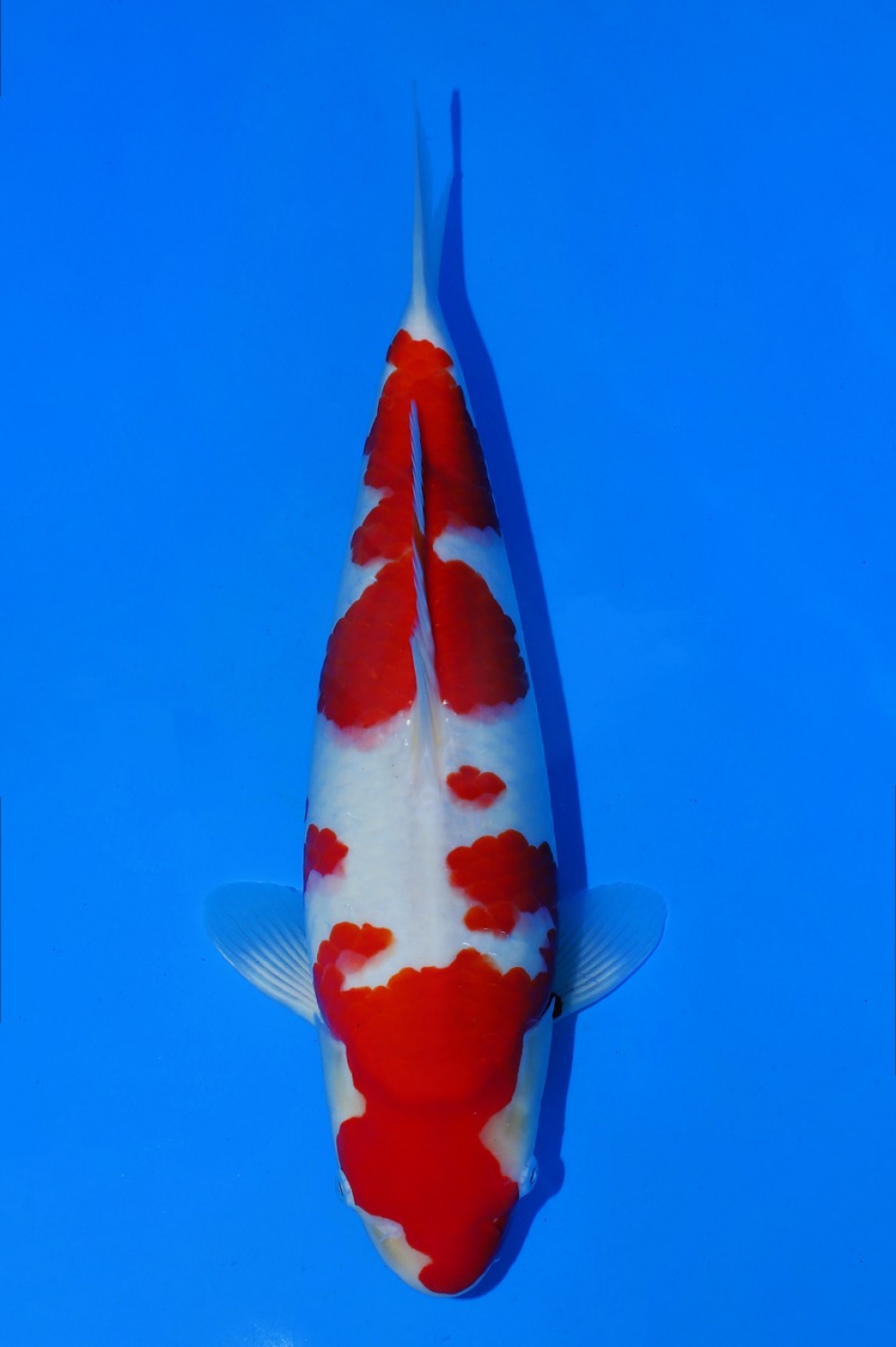 Juara 1