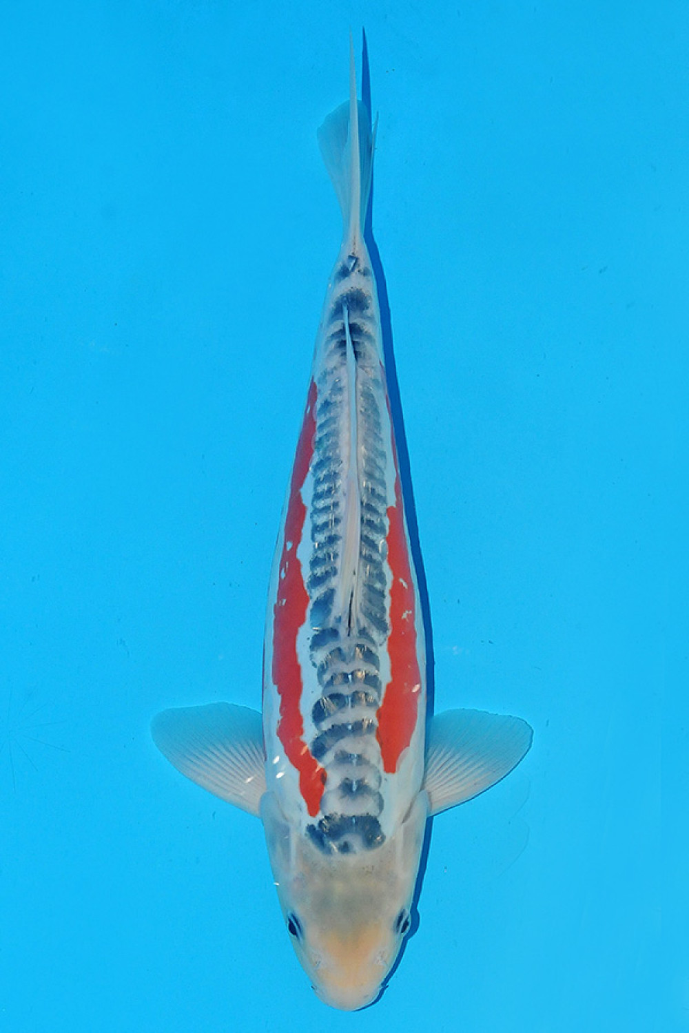 Juara 5