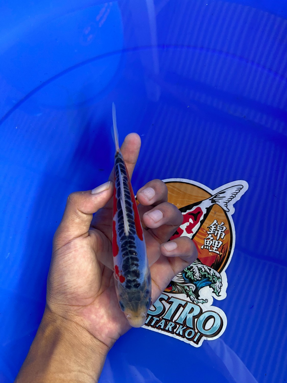 Juara 3