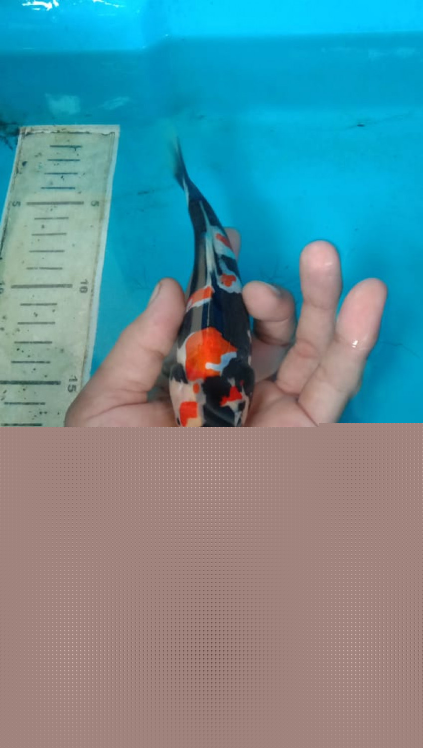 Juara 5