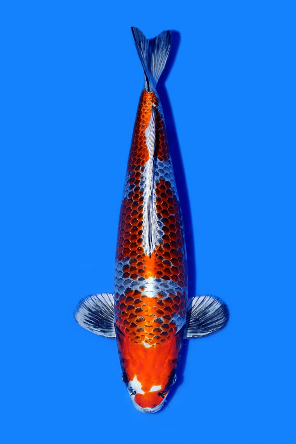 Juara 4