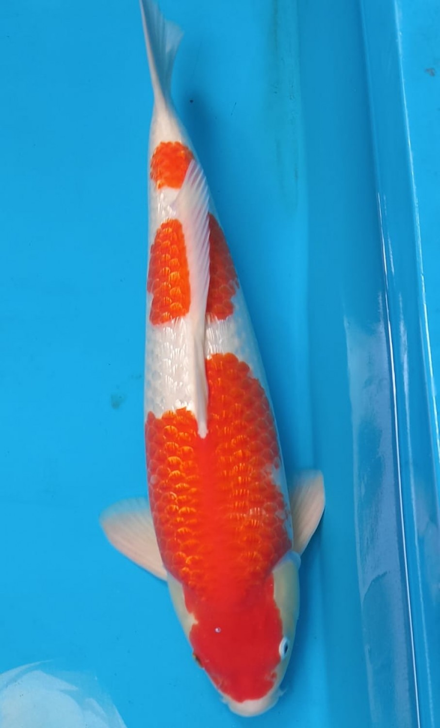 Best In Size B 51 - 55 cm